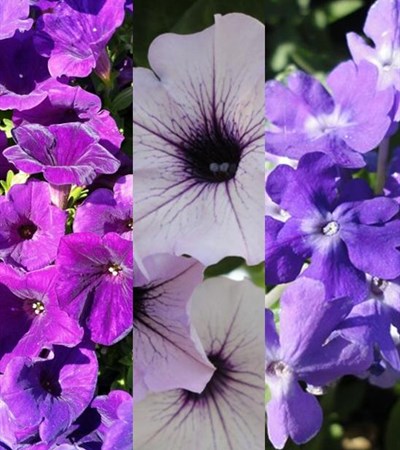 Lilac Festival Hanging Basket